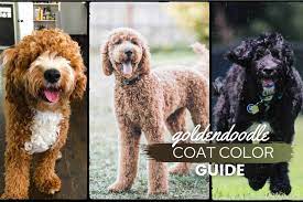 Paint tool sai (for drawing) gimp (for textures and effects) hypercam 2 (to record) wmm (video editing just a doodle to show i am still here. Types Of Goldendoodle Colors Coats Complete Guide With Pictures Canine Bible