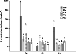 Image result for Crepidorhopalon tenuis