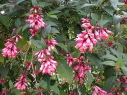 Image result for Cestrum elegans