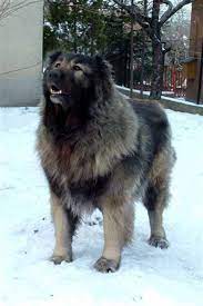 excitement n net gigantic dogs caucasian shepherd dog caucasian shepherd dog caucasian mountain dog caucasian shepherd