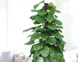 Hình ảnh về Cây Trầu Bà