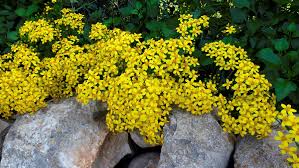 We did not find results for: Colorful Cool Season Blooms To Brighten Up The Fall And Winter Sunset Sunset Magazine