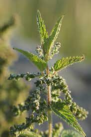 You find this by going down to the centre of the plant where you'll usually find some tightly however, if you go back to the shoot, you'll find some very slippery clear gel. Urtica Dioica Wikipedia