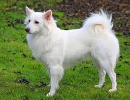 Pin On Dog Breeds