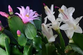 Around the holidays, we often see blooming plants that are members of the cactus family. Easter Cactus Your One Stop Guide About The Spring Cactus