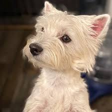 Find westie breeders near you using our searchable directory. Altoterra Premium Westie Breeders Home Facebook