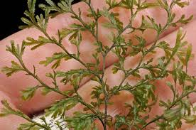 Image result for Hymenophyllaceae