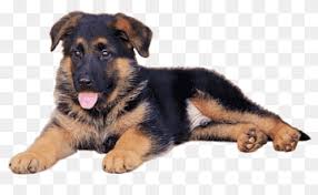 Breed east european shepherd breed info. East European Shepherd Png Images Pngwing