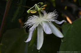 Image result for Passiflora subpeltata