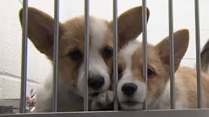 Keeping your pets happy & safe while you're away. Couple Convicted On 20 Animal Cruelty Counts After Hundreds Of Animals Seized From Home Columbus Pet Store 10tv Com