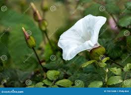 Funnel Weed Stock Photos