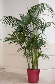 These adorable mini planters from vanenjoy are ideal for indoor succulents when they are at their youngest stages, and it fits great on any windowsill or as an office decoration. Elegant Palms For Every Setting Costa Farms