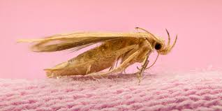 Warning chemical means of controlling these pests exist. How To Get Rid Of Moths In The House
