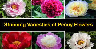 Mutations can cause a change in flower. Types Of Peonies With Gorgeous Flowers Color Picture Name