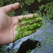 Image result for Lemna