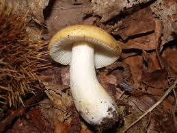 Image result for Russula perlactea