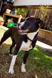 Hier eine der ersten intressanten big dog pitbull schwarz 250 hr mit baker 6 gang aus 2002 in tadellosem zustand wie auf den bildern zu sehen ist. Schwarz Weiss Pit Bull Stand Im Hinterhof Lizenzfreie Fotos Bilder Und Stock Fotografie Image 5840585