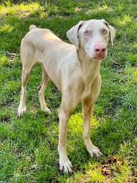 Animal Rescue Rhode Island Doberman Lovers Hank Is A Unique White Doberman With A Docked Tail And Natural Ears This Guy Is A Little Shy At First But Has Been Warming