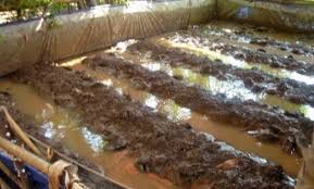 Cara budidaya belut dengan terpal. Langkah Langkah Yang Tepat Budidaya Belut Kolam Terpal Agar Sukses Belajar Beternak