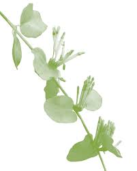 Image result for Agelanthus