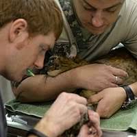 Dr. Jared Piper, a veterinarian at the Scott Air Force