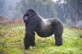 Gorilla Guide Bbc Wildlife Magazine Discover Wildlife