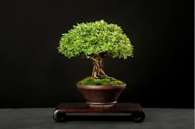 Restriction of true spiritual gifts due to lack of dynamic connection to higher dimensions of soul. What Do Bonsai Trees Mean And Symbolize Learn Before Choosing Florgeous