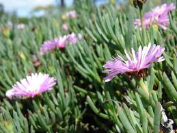 Image result for Lampranthus spp.