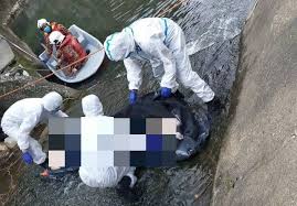 Things to do near taman aman jogging park. Body Found Floating In Lake In Pj The Star