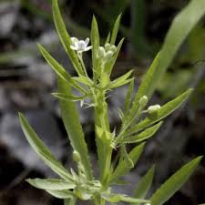 Image result for Basananthe apetala