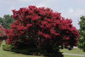 Geiger tree is a small, deciduous tree with coarse, green leaves and vivid orange flowers. Common Flowering Trees For Zone 9 Choosing Trees That Flower In Zone 9