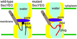 Spend some time analyzing the male reproductive system diagram above to solidify your knowledge of the structures youve learned abou. Dynamics Of Secy Translocons With Translocation Defective Mutations Sciencedirect