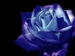 3d Wallpaper Wallpaper 3d Wallpaper Nature Wallpaper Free Download Wallpaper Blue Roses Blue Wallpapers Blue Rose