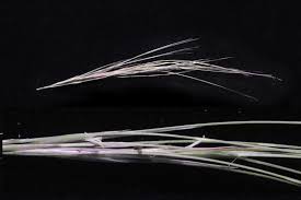 Image result for Aristida stipitata