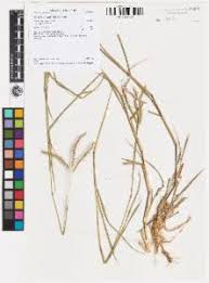 Image result for Dichanthium aristatum