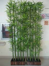 El terreno debe ser rico en nutrientes, por esta razón muchos expertos aconsejan no retirar los restos de hojas secas y plantas del terreno para que pueda actuar de protector y evite la rápida. Pin De Anita Sanchez Moreno En House Plants Indoor Plantas De Bambu Decoracion De Casa Con Plantas Decoracion Plantas