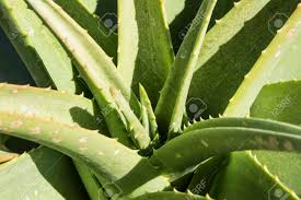 Aloe also does fine in areas with indirect sunlight. Aloe Vera Cactus Plant With Sharp Thorns In Soft Sunlight With Stock Photo Picture And Royalty Free Image Image 99695543