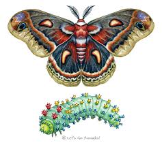 Image result for Cecropia