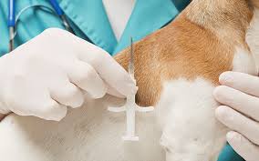 Maybe you would like to learn more about one of these? Petscanner Microchipping Our Pets How It Works And What Can Be Improved