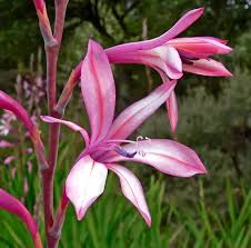 Image result for Watsonia borbonica
