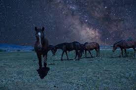 Imgp1348 Night Composite Of Wild Horses Over An Image Of T Flickr