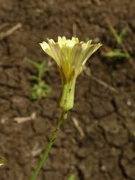 Image result for Launaea cornuta