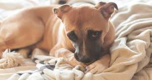 We did not find results for: My Dog Is Constantly Nibbling The Blankets And No Matter How Much We Tell Her Off She Doesn T Stop Why Does She Do It And How Can We Petcoach