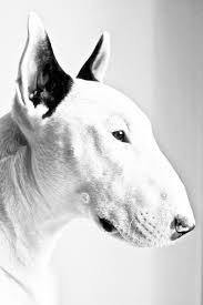 Black And White Bull Terrier Mans Best Friend Gentleman S Essentials Bull Terrier White Bull Terrier English Bull Terriers