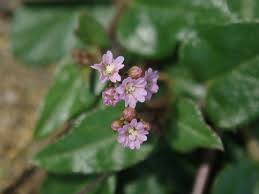 Image result for Boerhavia cordobensis
