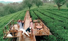 Kebun teh majalengka cipasung jadi destinasi populer bagi wsiatawan yang datang ke majalengka. Kebun Teh Wonosari Lawang Malang Harga Tiket Masuk Jalan Menuju Lokasi Wisata Jejakpiknik Com