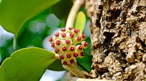 Image result for hoya plant flower