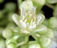 Image result for Corynocarpus