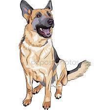 Vektor Renk Eskiz Kopek Alman Coban Dogurmak Stok Vektor C Olgacov 8871175 German Shepherd Art Cartoon Dog Dog Drawing