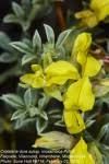 Image result for Crotalaria paraspartea